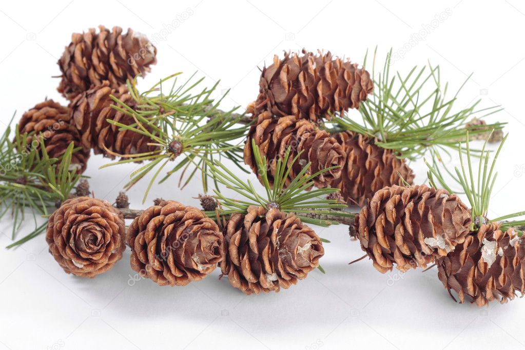 Pincones on pon tree branch over white background
