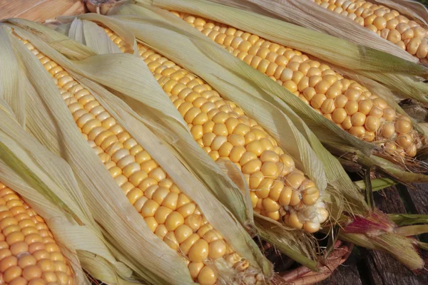 Primeros planos de mazorca de maíz madura — Foto de Stock