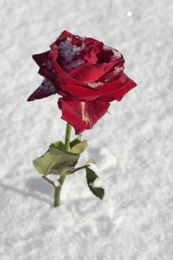 Red rose closeup on snow ground clipart