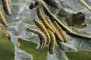 caterpillas haşere ile kaplı lahana yaprağı