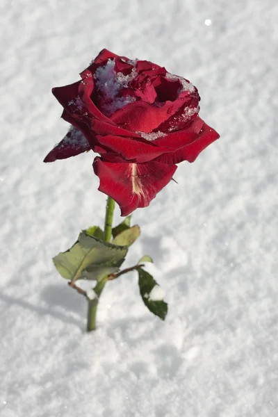 Rosa rossa primo piano sul terreno innevato — Foto Stock