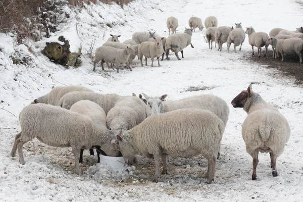 Овцы едят в заснеженном пейзаже — стоковое фото