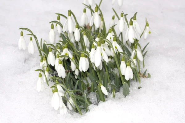 Schneeglöckchen Blumen mit Schnee im Winter — Stockfoto