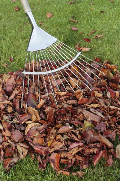 Autumn leaves fallen on grass lawn with rake — Stock Photo, Image