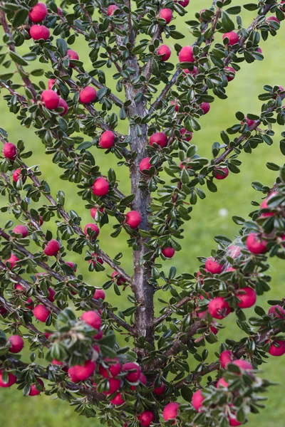 Ripe berries on shrub plant in autumn — Stock Photo, Image