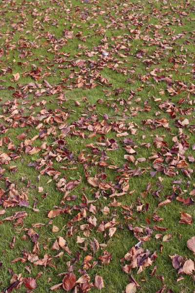Autumn leaves fallen on grass lawn — Stock Photo, Image