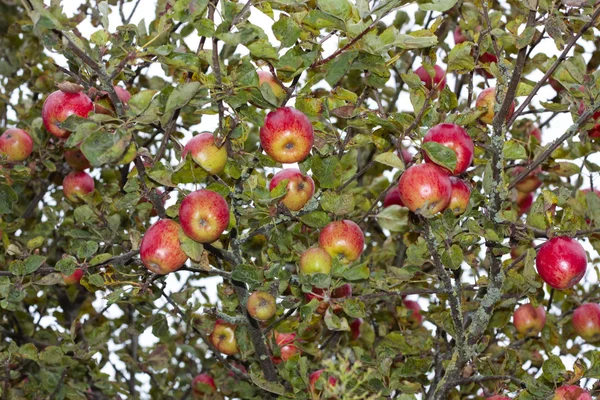 Olgun elma ağacı büyüyen — Stok fotoğraf