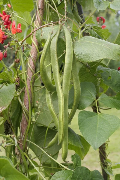 Ripe runner beans on vine — Stock Photo, Image
