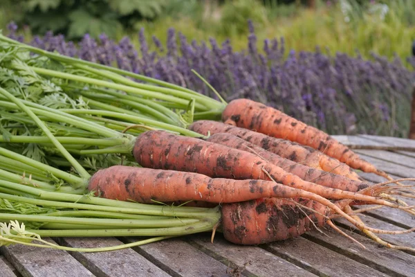 Freshly picked up carrots on table — Stock Photo, Image
