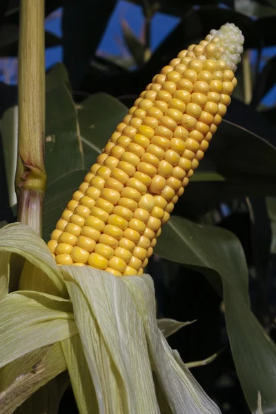 Ripe corn cob growing in field closeup — Stock Photo, Image