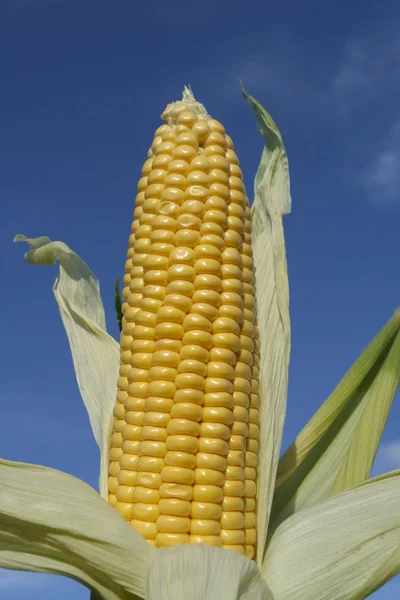 Frissen szedett érett kukorica — Stock Fotó