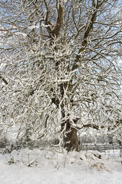 Paesaggio invernale coperto di neve — Foto Stock