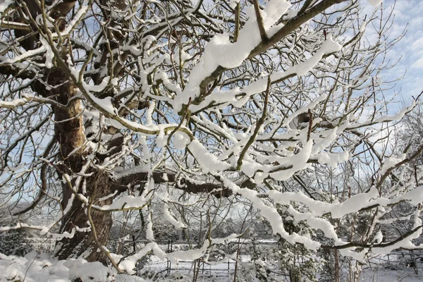 Vinterlandskap täcks av snö — Stockfoto