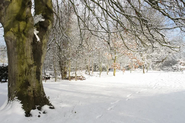 Trädgård omfattas i djup snö på vintern — Stockfoto