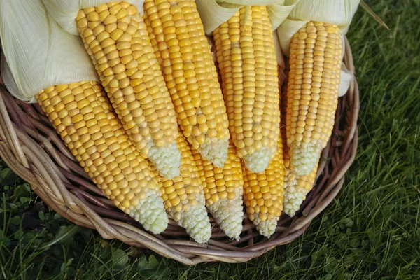 Mazorca de maíz maduro en primer plano cesta — Foto de Stock