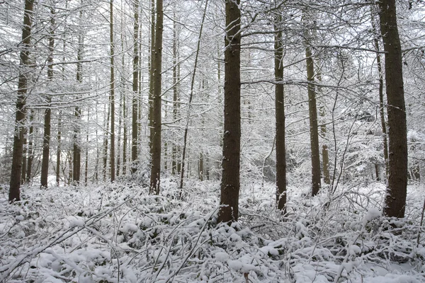 Winterlandschap bedekt met sneeuw — Stockfoto