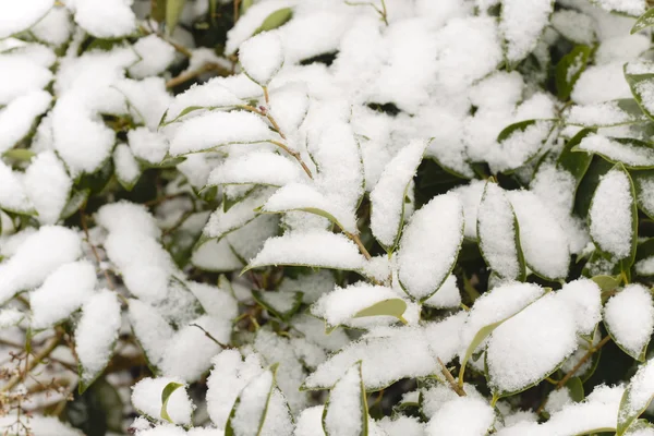 厚い雪に覆われた植物 — ストック写真