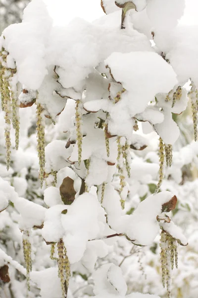 Piante coperte di neve fitta — Foto Stock