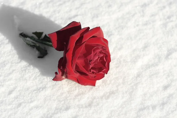 Czerwona róża zbliżenie na ziemi śniegu — Zdjęcie stockowe