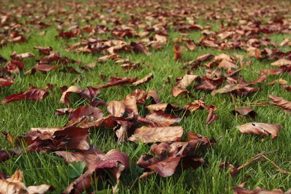Herbstlaub fällt auf Rasen — Stockfoto