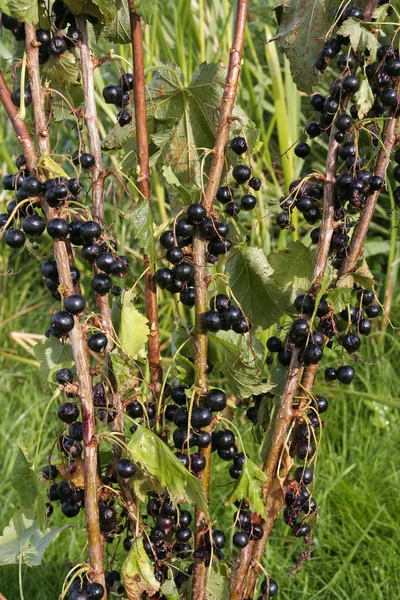 Planta madura de grosellas negras — Foto de Stock