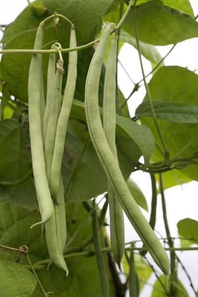 Green beans on vine plant — Stock Photo, Image