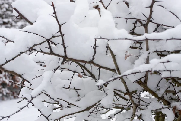 在厚厚的积雪覆盖的植物 — 图库照片