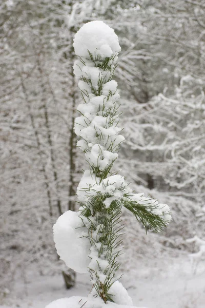 雪に覆われた冬の風景 — ストック写真