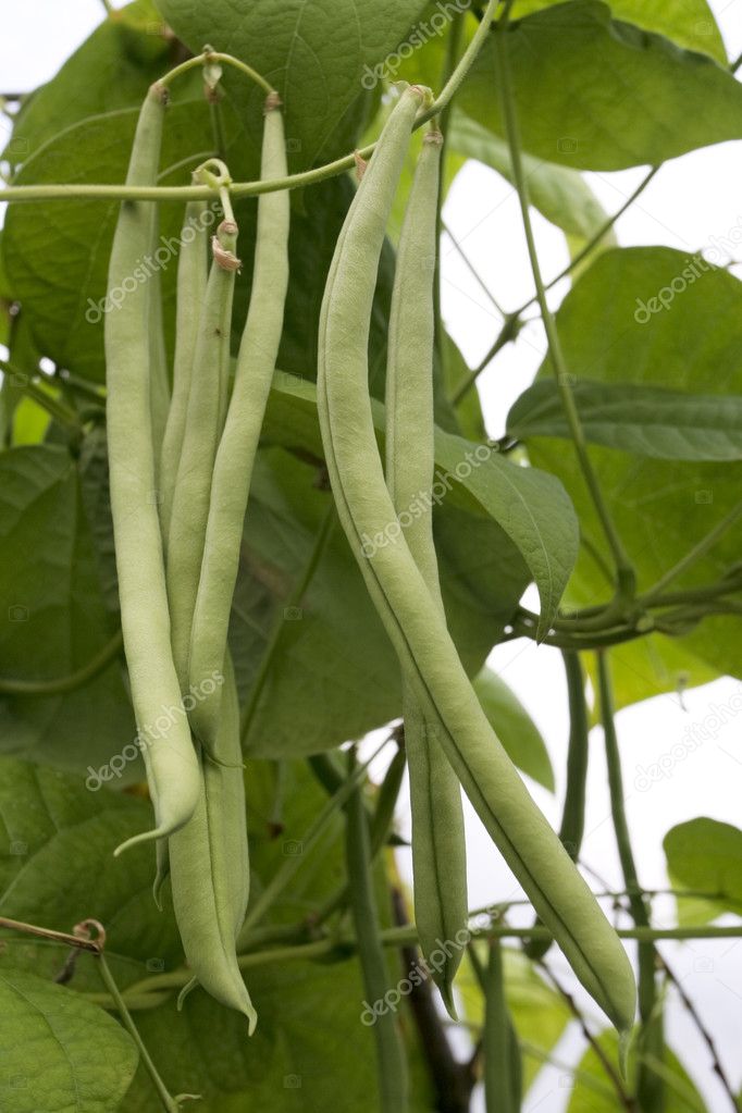 Green beans on vine plant — Stock Photo © Strobos #3855284