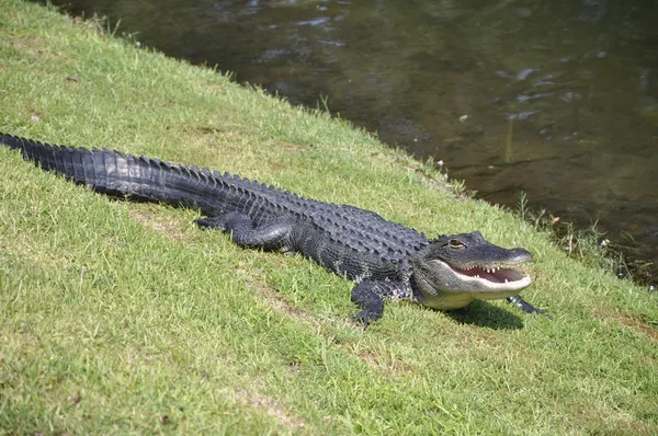 Amerikaanse alligator, hilton head island — Stockfoto
