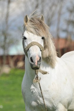 Portrait of a white horse clipart