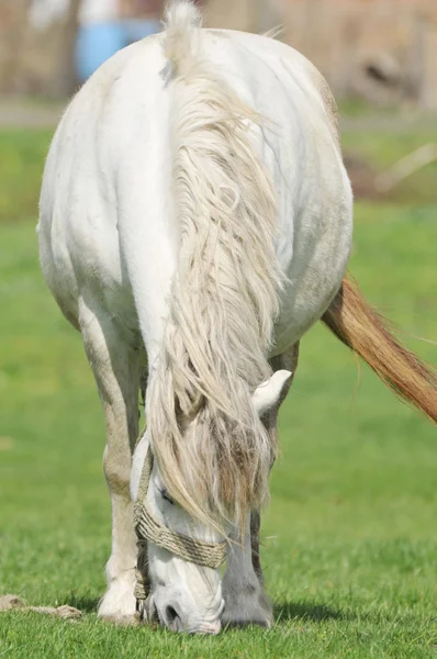 stock image Horse