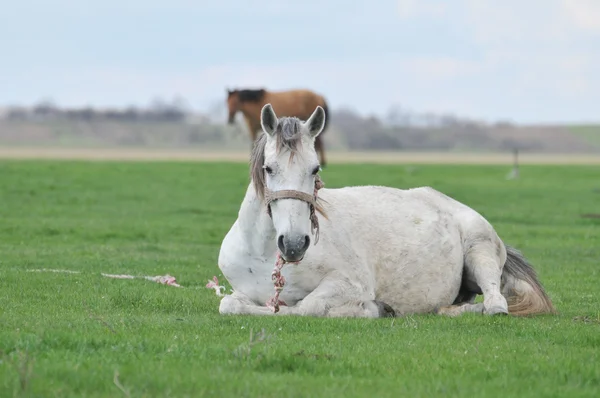 Koń na trawie — Zdjęcie stockowe