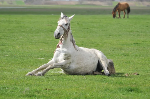 Cavalo na grama — Fotografia de Stock