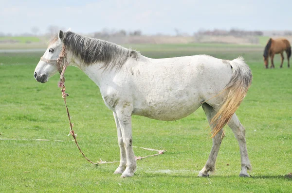 Koně na trávě — Stock fotografie