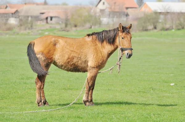 Das braune Pferd auf dem Gras — Stockfoto
