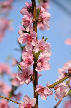 Apricot blossom clipart