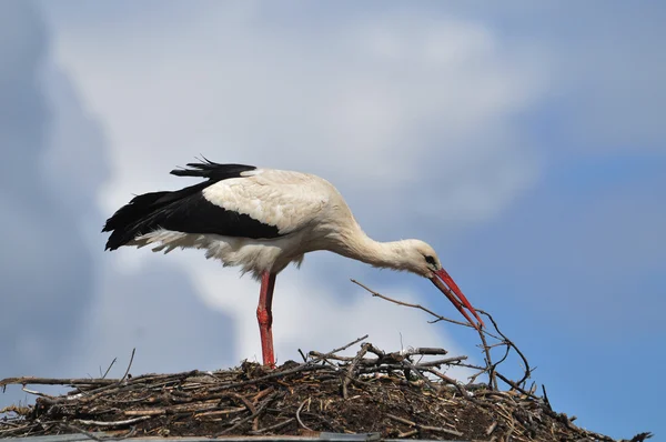 White stork, ciconia ciconia — Stock Photo, Image