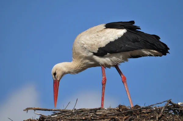 White stork, ciconia ciconia — Stock Photo, Image