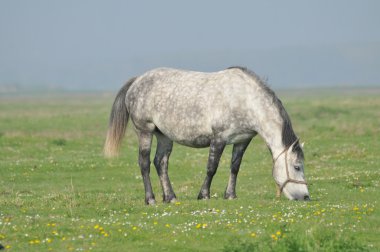 beyaz at çim