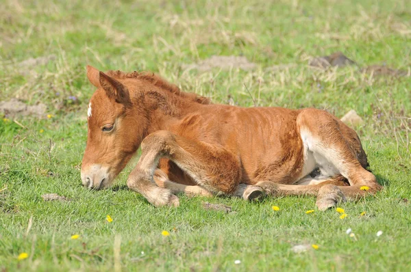 Καστανιάς foal — Φωτογραφία Αρχείου