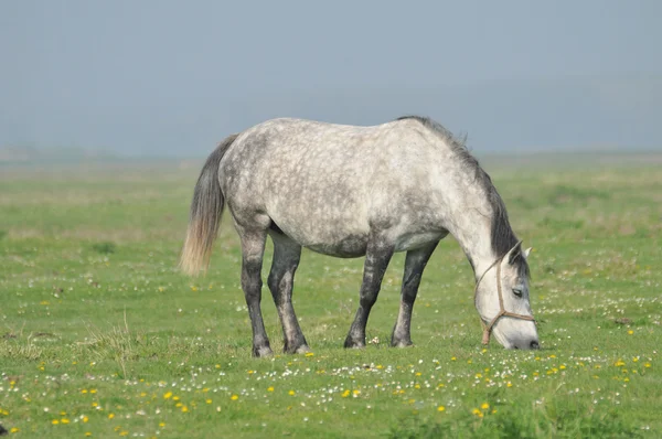 Белая лошадь на траве — стоковое фото