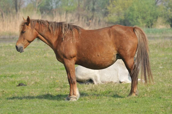Konie na pastwisku — Zdjęcie stockowe