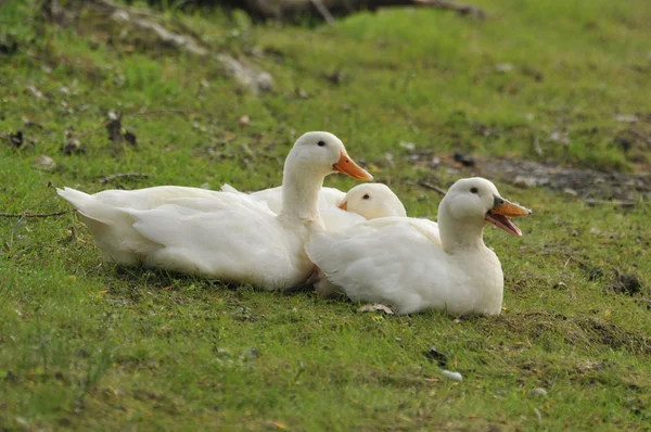 Three ducks on the grass — Stock Photo, Image