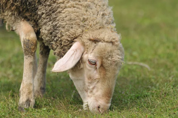 Πρόβατα στο βοσκότοπο — Φωτογραφία Αρχείου