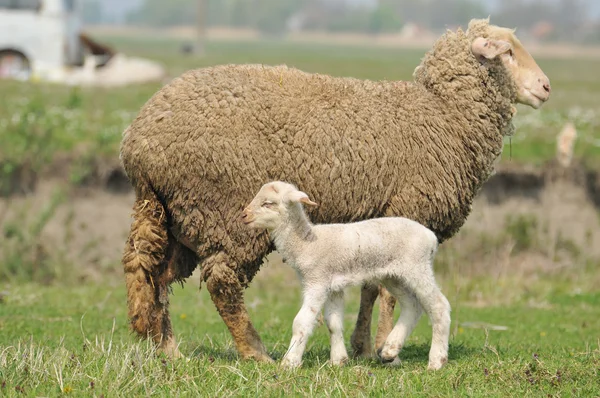 Sheep and lamb — Stock Photo, Image