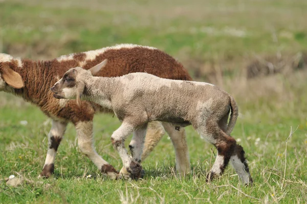 Dos corderos en la hierba — Foto de Stock