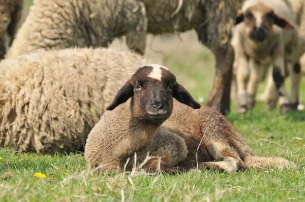 Two lamb on the grass — Stock Photo, Image