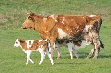 Cow and calf in the pasture clipart