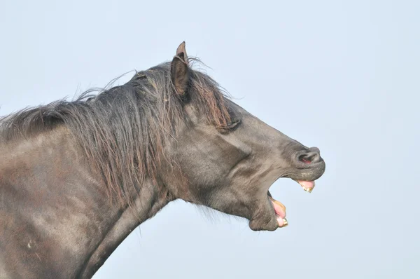 Horse laugh — Stock Photo, Image